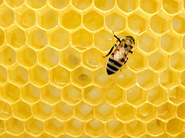美国农业部表示，每3口食物中就有1口食物与蜜蜂密切相关，它们除了帮助人类生产食物，这种聪明的昆虫还为世界上80%的植物授粉，如果没有它们，植物将无法生长，令人惊讶的是，一个蜂群每天可以授粉3亿朵花。