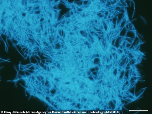 图为一种可产生甲烷的微生物，发现于日本海岸下方约2公里处的一座地下煤床中。