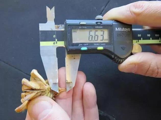 用电子卡尺测量厄瓜多尔陆寄居蟹的丁丁 | 图片来源：参考文献