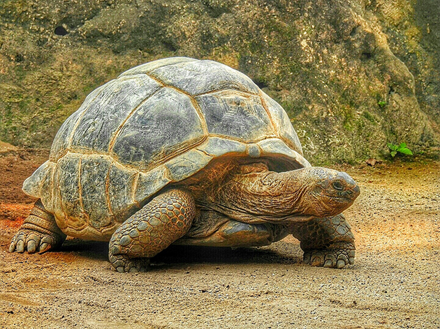 乌龟可以活很长时间。这可能是因为它们的新陈代谢率极低。