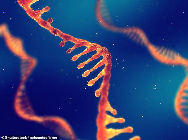 一项关于DNA的最新研究可能颠覆现有关于RNA以及DNA的一些基本认识
