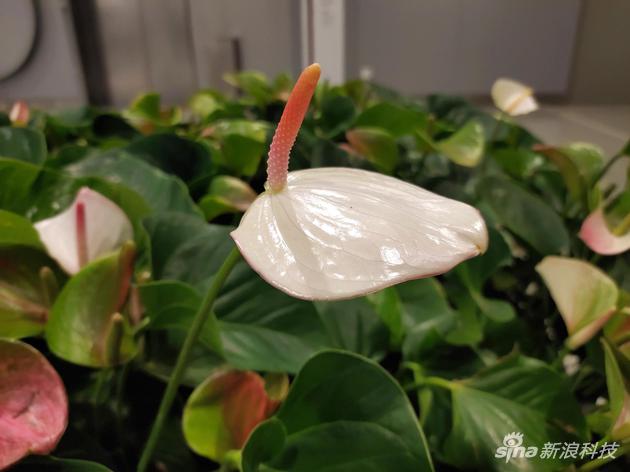 �������ţ���ɫ����ϸ�������õ�����