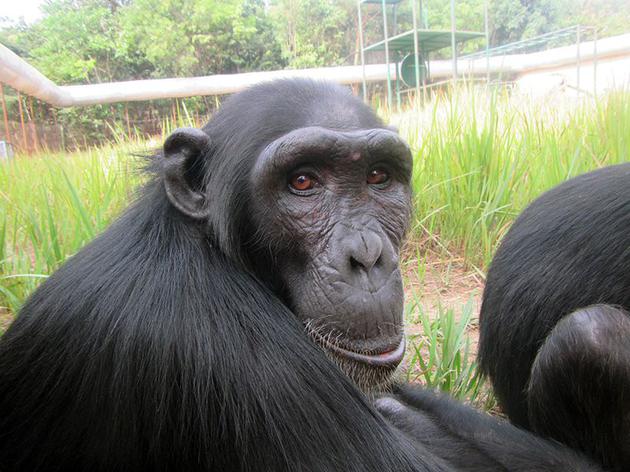 Rosie是2009年获救的一只东部黑猩猩幼崽，现在生活在刚果民主共和国的J.A.C.K。黑猩猩救助中心。那里的护理人员正在采取预防措施，避免这些濒危猿类接触新冠病毒
