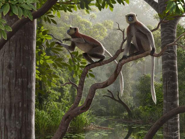 三块新发现的中猴化石显示，这种猴类在亚洲生活的时期与猿类差不多。