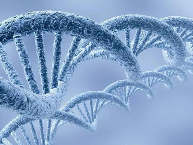 研究结果表明，DNA修复和特定基因的低突变负担是保护长寿者免遭年龄衰老相关疾病影响的两大核心机制