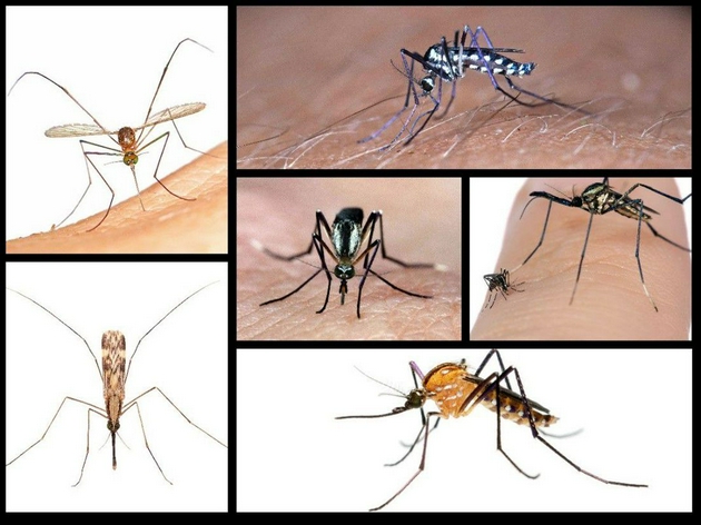 昆虫种类繁多，蚊子也不例外。它们拥有各种各样的形状、颜色和大小，它们拥有不同的性交配方式