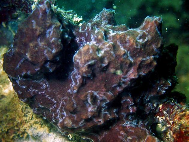 图中是宿主海绵，在海绵表面可以看到许多条屁股虫