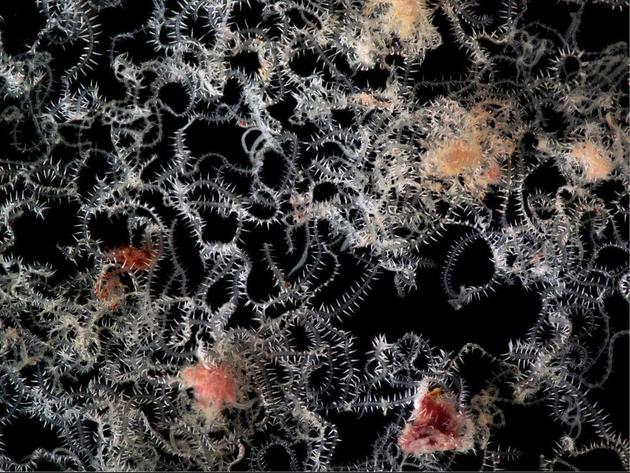 在立体显微镜下，在宿主海绵中单个屁股虫活体标本的解剖部分，还能看到一些海绵组织的脱落碎片
