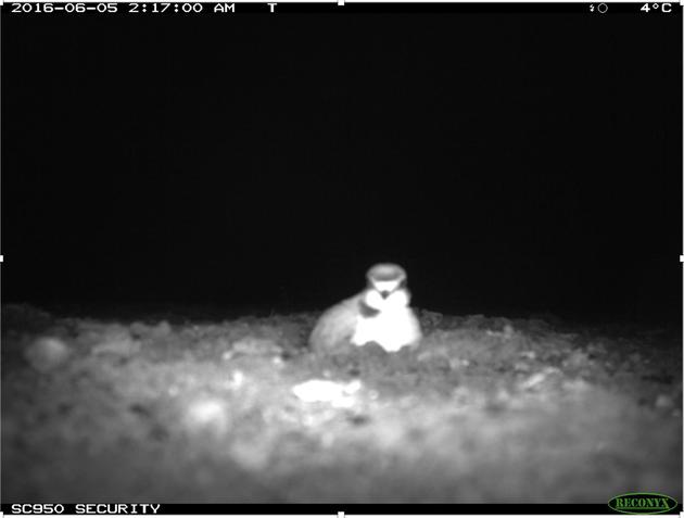 图8 红外相机检测正在晚间对卵进行孵化的雄性环颈鸻个体，特别注意右上角显示当时的地表温度只有4摄氏度。