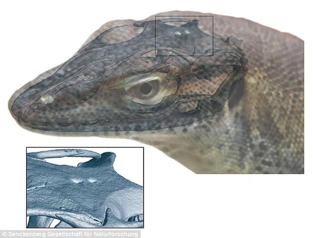 生活在4900万年前的一种蜥蜴居然有四只眼睛！