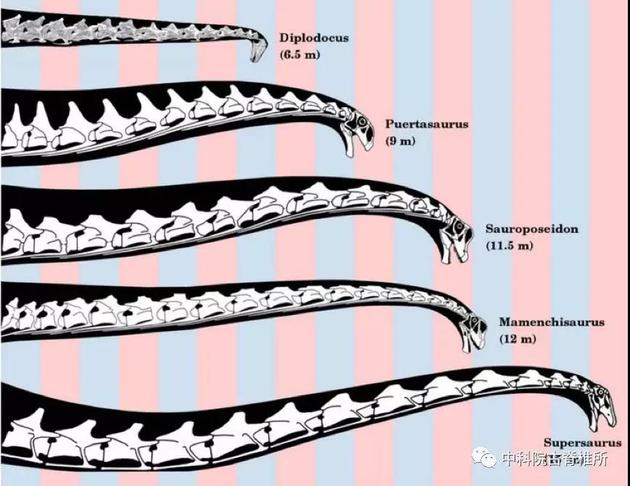 蜥脚类极度特化的长脖子，是它们高效进食的重要“武器”。图源自：网络