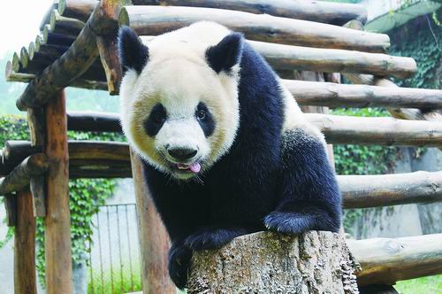 陕西周至楼观台野生动物保护中心的秦岭大熊猫。 张行勇摄