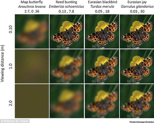在发表于近期《生态学与演化趋势》（Trends in Ecology & Evolution）杂志的论文中，研究人员根据动物眼睛的解剖结构，对数百个物种的视觉灵敏度进行了估算。