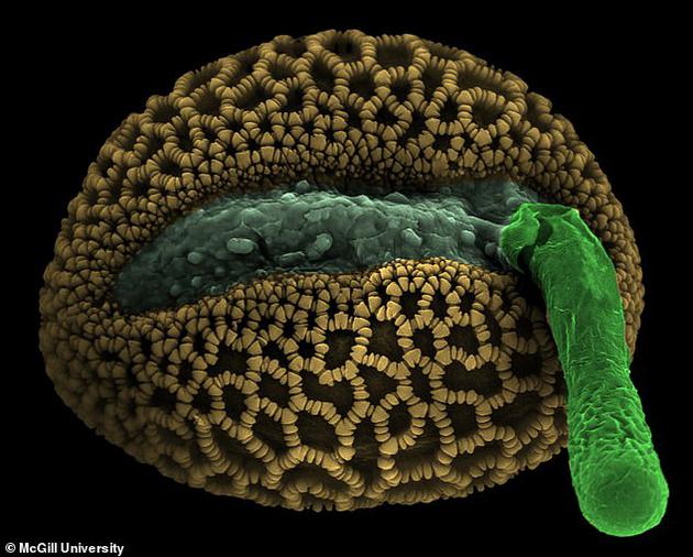 花粉管通过一个迷宫般的组织抵达卵子，目前科学家比以往任何时候更详细地捕捉到这个微妙过程。