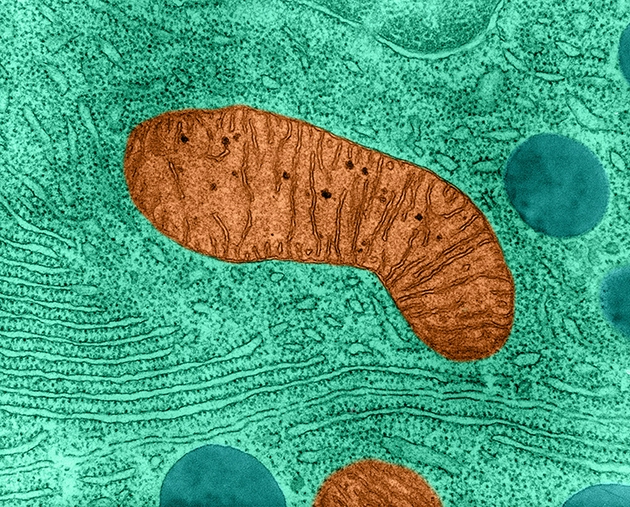 人体细胞内的细菌祖先——线粒体 可能导致了神经和精神疾病|DNA