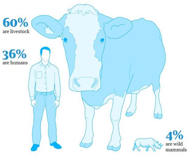 地球上所有的哺乳动物生物量中，96%是家畜和人类（分别占60%和36%），野生哺乳动物只占4%