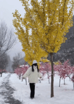 鸟类频繁撞击窗户原因 如何避免鸟儿撞玻璃悲剧