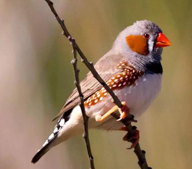 斑胸草雀又称珍珠鸟，属于雀形目梅花雀科，分布于澳洲。 身长10-11cm，主要以禾本科植物的种子为食。 斑胸草雀与其他梅花雀科鸟类同样有高度的社会性，雄鸟会通过“唱情歌”向雌鸟求偶。常用于脊椎动物脑、行为和演化研究的模型。