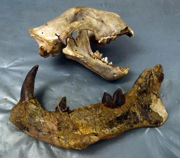 图中上方是来自内罗毕国家博物馆的现代狮子头骨，下方是Simbakubwa kutokaafrika的下颚骨化石