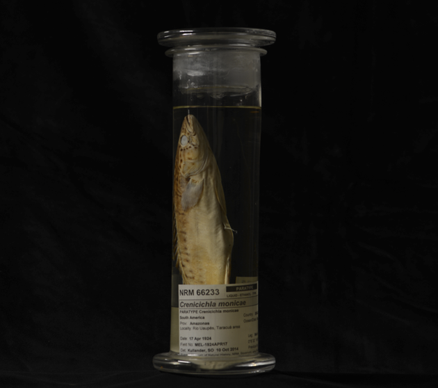 梅林和比拉尔斯在1924年采集了这条慈鲷，目前存放于瑞典国家自然历史博物馆