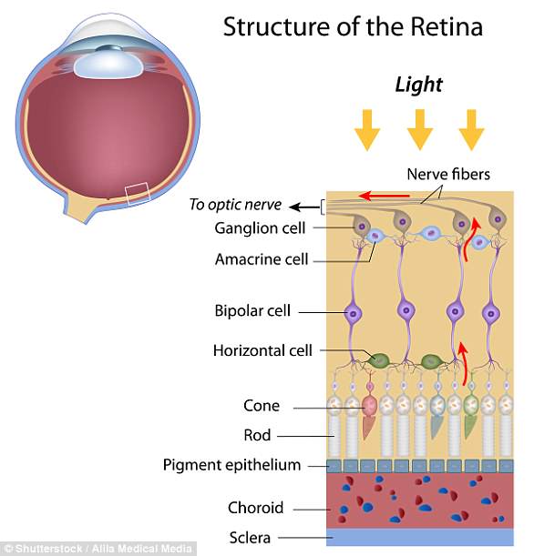 包括人类在内的大多数脊椎动物在视网膜中具有两种视觉细胞，分别称为视杆细胞和视锥细胞。