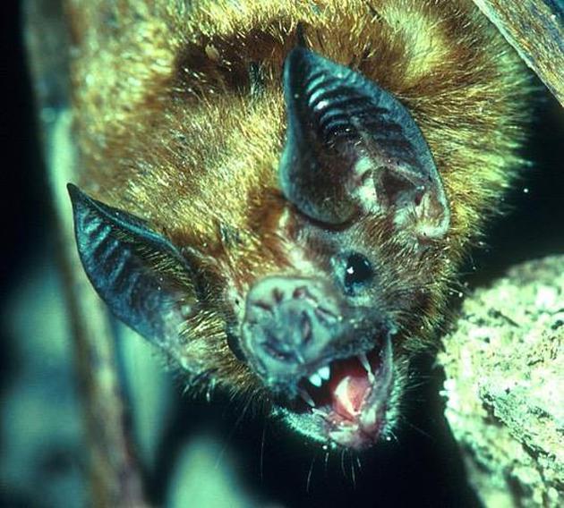 有四种蝙蝠进化出了“极度长寿”的特征，因此它们的寿命可以比其它蝙蝠至少长四倍。如果我们能像蝙蝠一样长寿，按体积换算后，我们可以活240年之久。