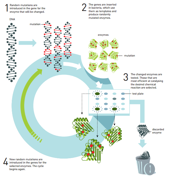 酶定向进化的基本原理。经过几个周期的定向进化之后，一种酶可能会有几千倍的效果。1、随机突变是随机引入基因的，这种酶最终会被改变；2、这些基因被插入细菌之中，细菌将它们作为模板，随机性制造突变酶；3、这种改变的酶物质已被测试，它们在催化所需化学反应方面十分有效。