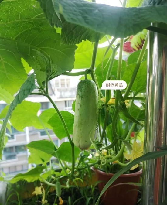 Cucumbers planted by taco, the source of the picture is the social platform of the respondents