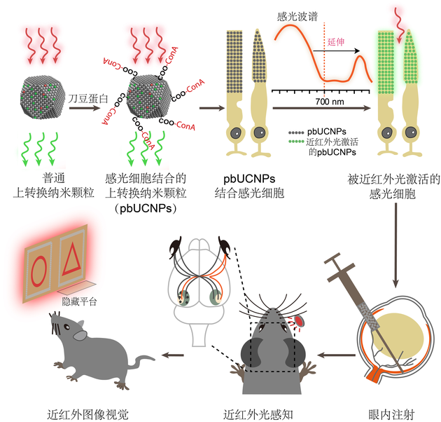 注射了上转换纳米颗粒的小鼠获得了红外光感知和红外图像视觉能力