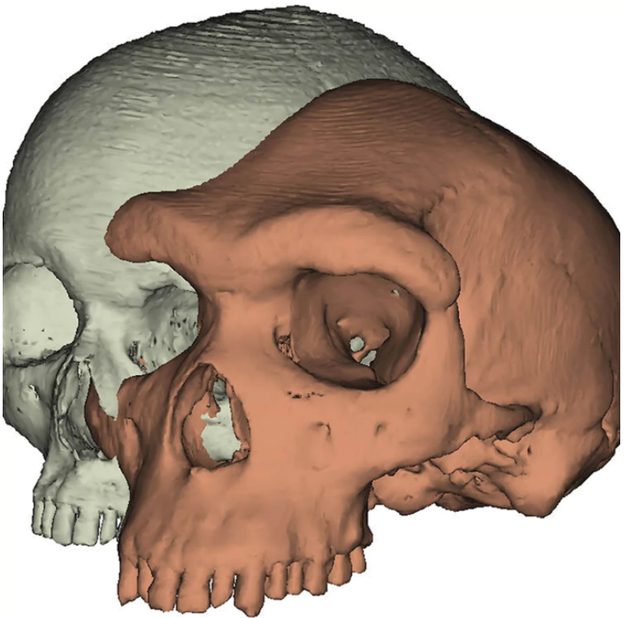 图为约克大学制作的现代人类头骨与古人类头骨Kabwe 1对比图。