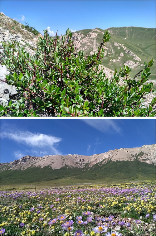 80年，青藏高原柳属高山灌木线爬升59.3米|青藏高原|气候暖化