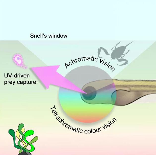 　　幼年斑马鱼的视觉示意图。幼年斑马鱼眼睛中观察水平或下方物体的部分主要能看到三种颜色加紫外光，而观察上方物体的部分则主要看到黑白和紫外光