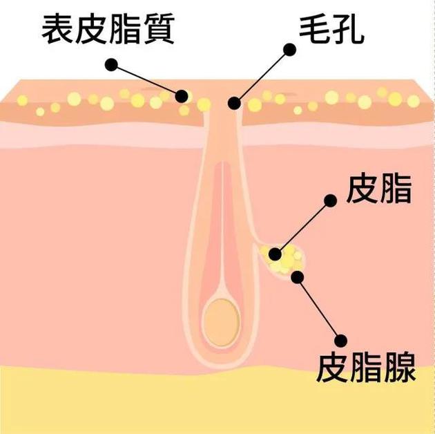 皮脂腺分泌的油脂对于毛发来说更是天然的"发胶",帮助固定毛发,防止