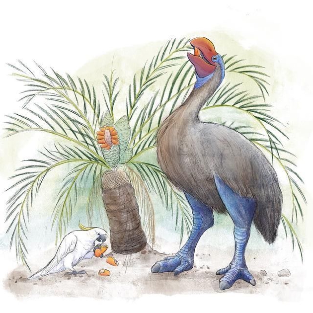 人类偷蛋造成远古澳洲巨鸟灭绝