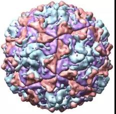 柯萨奇病毒A21型的晶体结构 （图片来源：PDB）