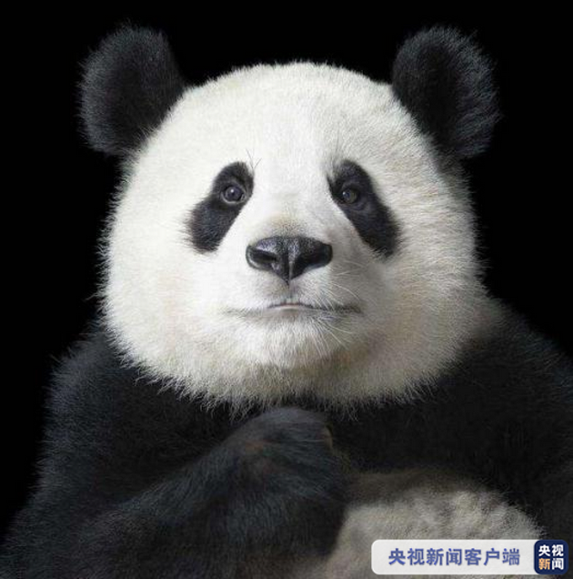 国宝大熊猫野外种群数量达到1800多只
