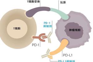 FDA專家深度解析2018年諾貝爾生理學(xué)或醫(yī)學(xué)獎-肽度TIMEDOO