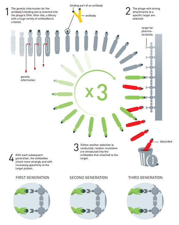 　　使用噬菌体展示的抗体定向进化原理。该方法被用于生产新的药物。1、抗体结合位点的遗传信息被插入到噬菌体DNA之中。此后可用于创建一个具有多样性的抗体库；2、对于一个被选定特殊目标、具有强附着性的噬菌体；3、在进行另一种选择之前，随机突变将被引入，附着在目标抗体上；4、随着新一代抗体的出现，抗体会更加强烈地附着在目标蛋白质上。