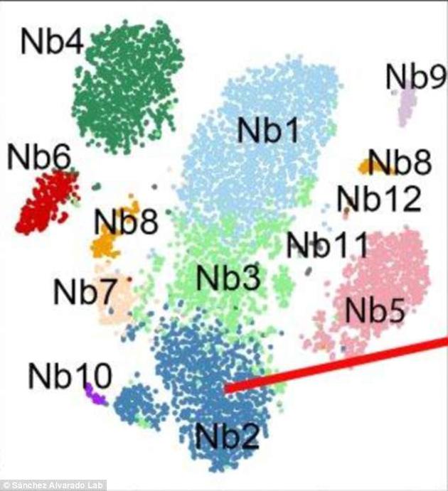 这种干细胞被命名为Nb2，是成体多功能干细胞的一种。人体内的这种“未分化”细胞可发育为多种器官与组织。能发现这种细胞，还要归功于一种名叫piwi-1的蛋白质标记。更重要的是，这种蛋白质也存在于人体中。