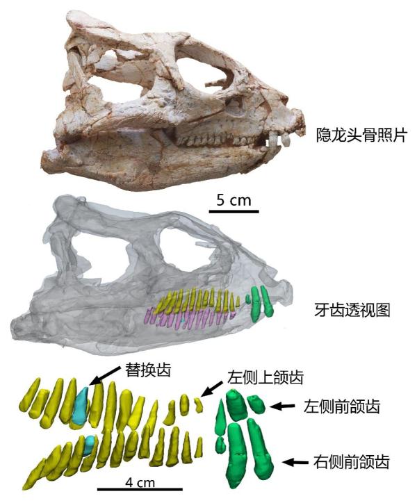 早期角龙类当氏隐龙的头骨、牙齿透视和上颌齿重建图。(受访者供图)