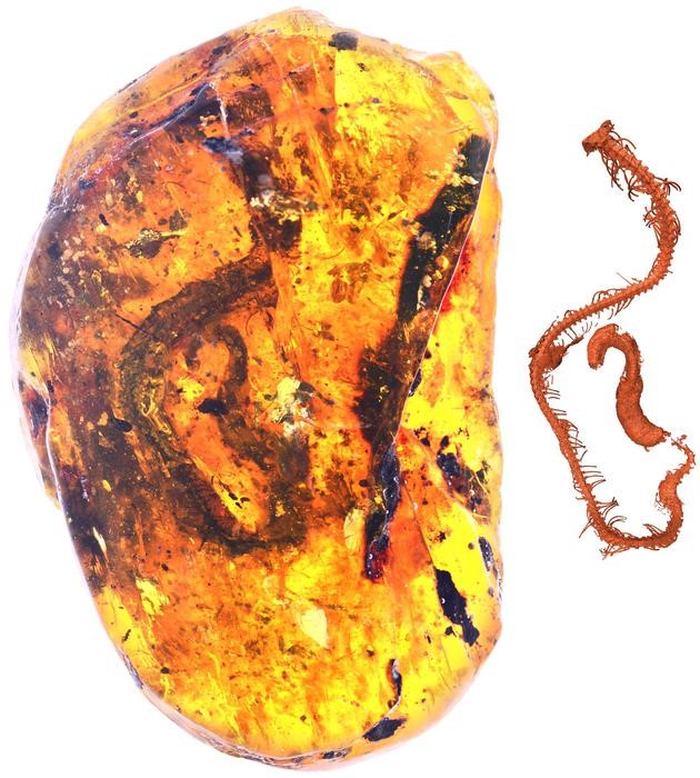 【博狗扑克】琥珀里又双叒叕有大发现！9900万年前的蛇宝宝