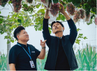 分期乐普惠线下服务人员走访灵璧葡萄种植户。