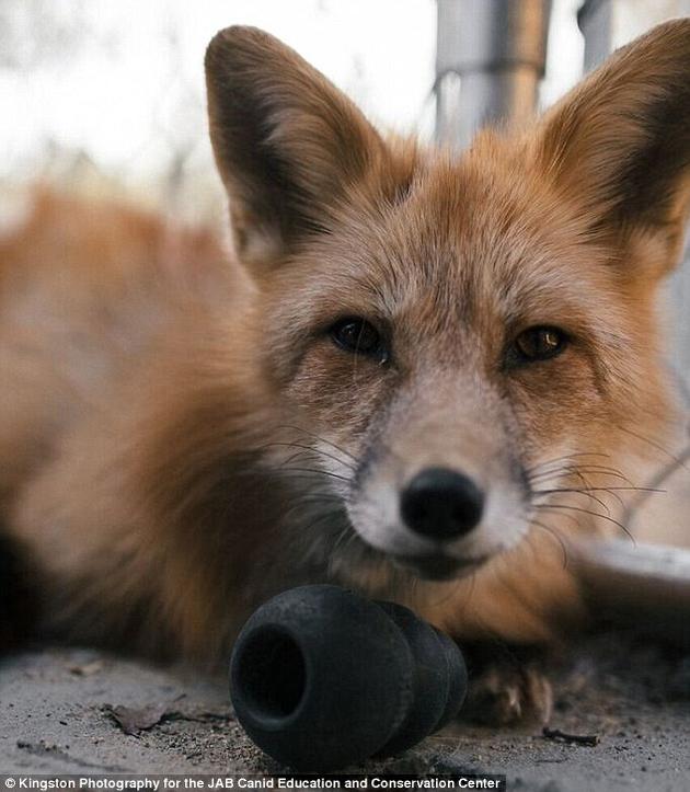 这项研究聚焦于赤狐(red fox),赤狐已被人类饲养了100多年，科学家现发现103个与狐狸行为有关的基因区域。专家称，理解基因和行为之间的关联性将有助于揭晓其它动物的社交行为，其中包括人类在内。