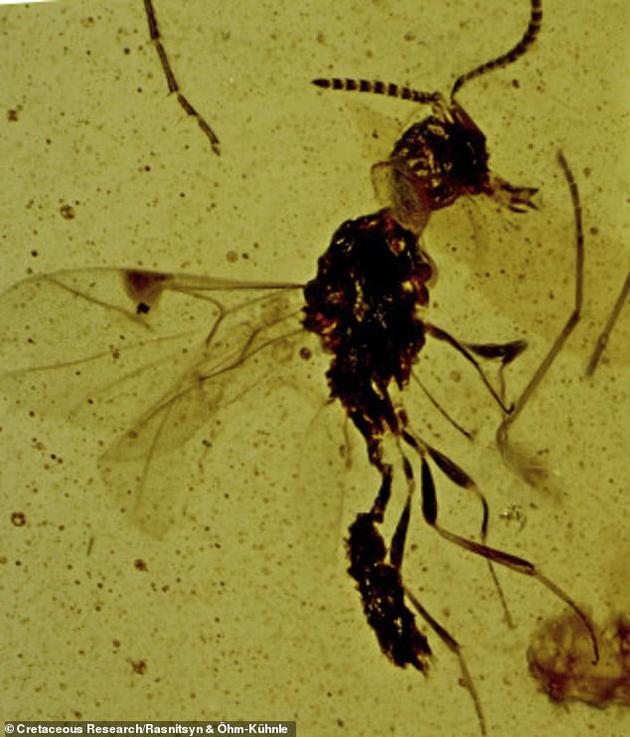 最新发现的远古黄蜂亚种学名为Supraserphites draculi，是以布莱姆•斯托克(Bram Stoker)小说中吸血角色命名。科学家发现吸血鬼黄蜂保存在一块琥珀中，它还具有吞噬猎物的其它特征，其中包括：嘴部两侧瓣状结构。