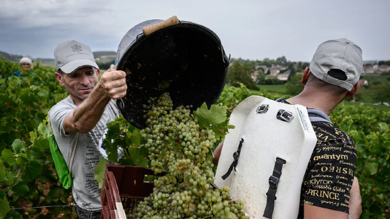 香槟新年销量大涨，劳工权益受侵害与关税壁垒却令行业蒙尘