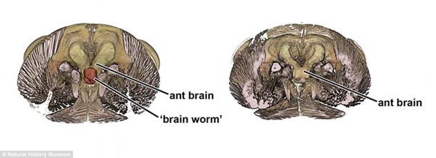 图中是被寄生虫感染的蚂蚁头部，它被研究人员斩首，并使用微CT扫描仪进行研究，这是世界上第一张被微型寄生虫操控大脑的图像。