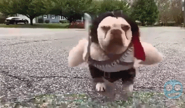 这是什么沙雕装扮,狗子表情很到位