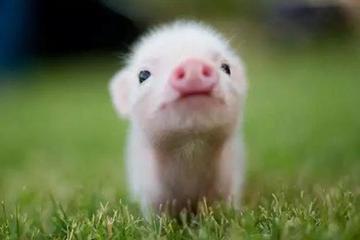 2019，互联网应从养猪到爱猪