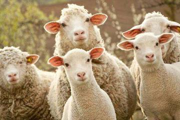 把店主“薅”到关店的羊毛党