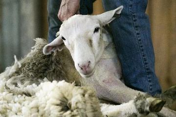 银行的羊毛不能薅